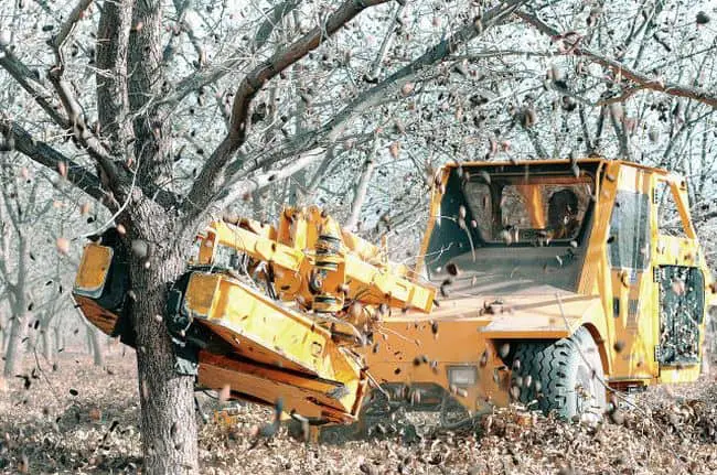 Grow Pecan Tree