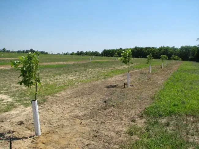 Planting Pecan Trees