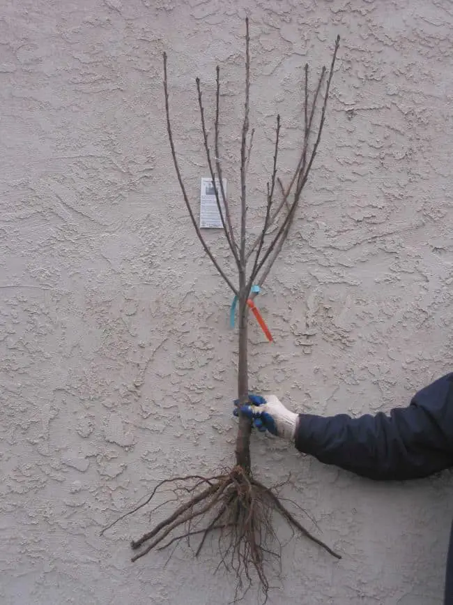 Pecan Tree Care