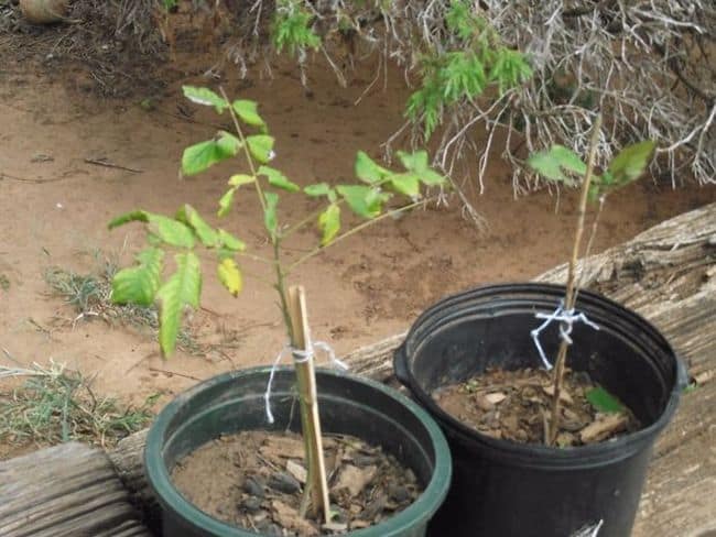 Pecan Tree Care