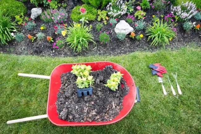 Growing Celosia