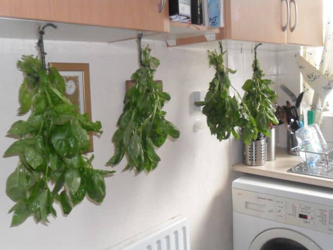 Growing Basil Indoors