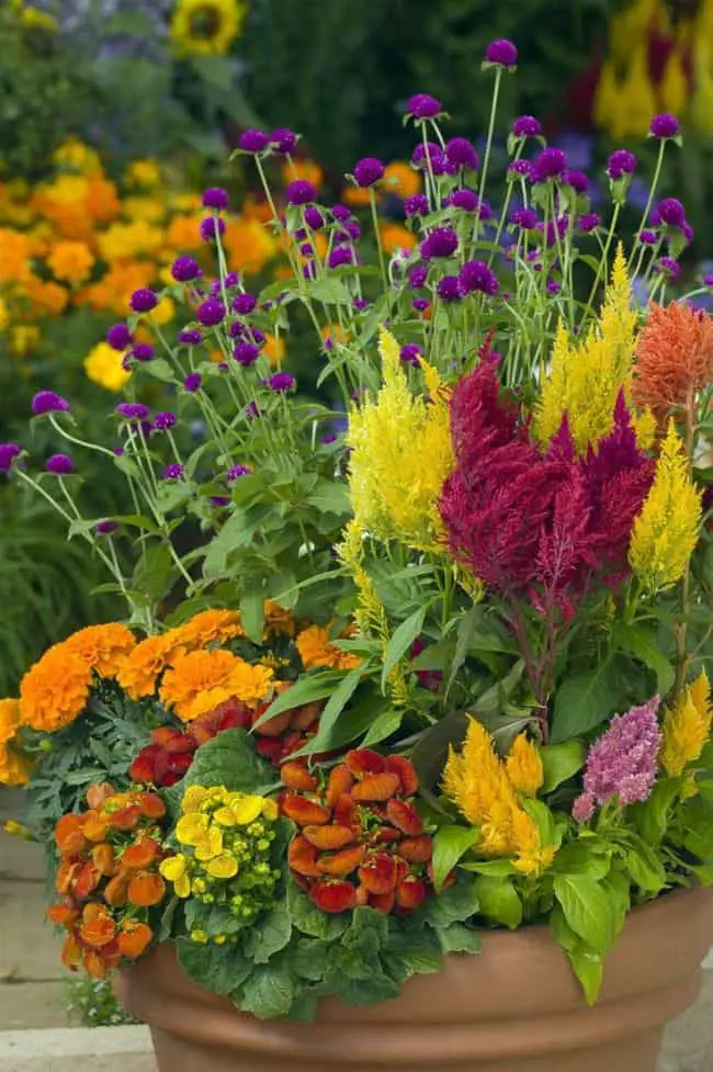 Celosia Varieties