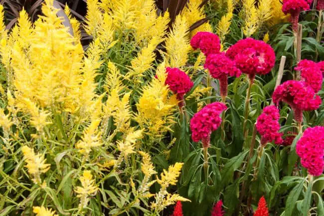 Celosia Varieties