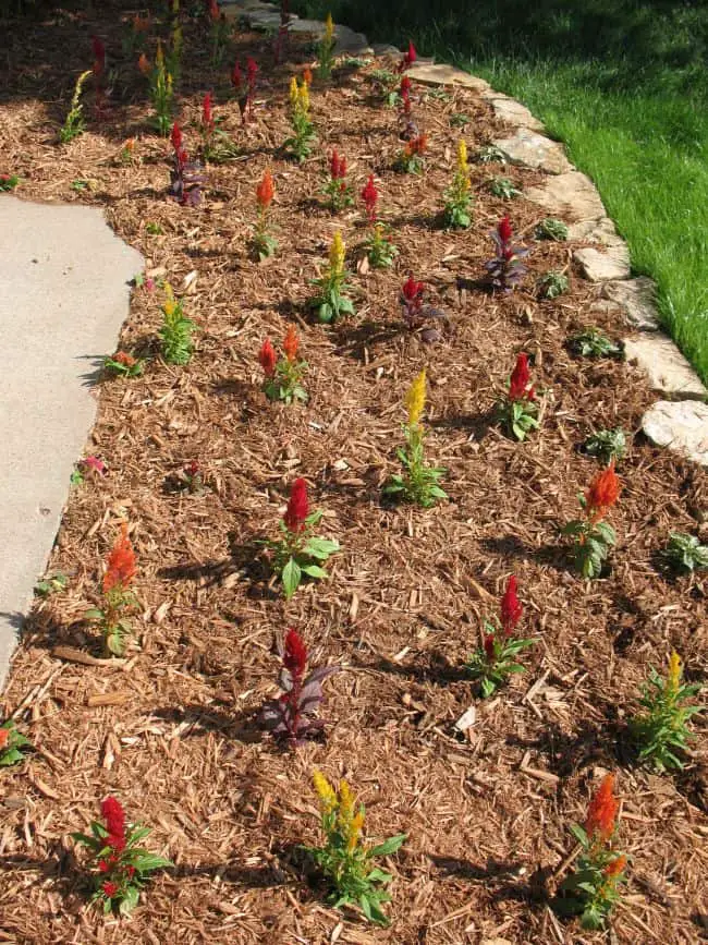 Celosia Plant Care