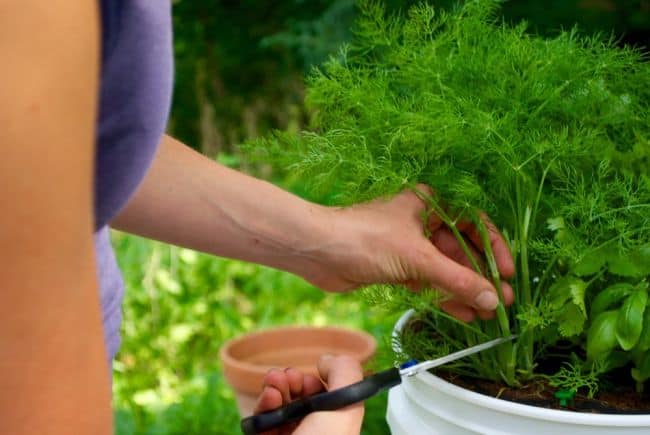 Growing Dill