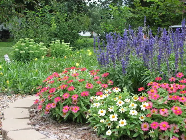 Pink Annual Flowers 