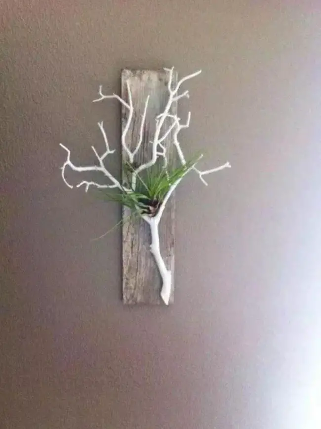 Air Plants Decoration