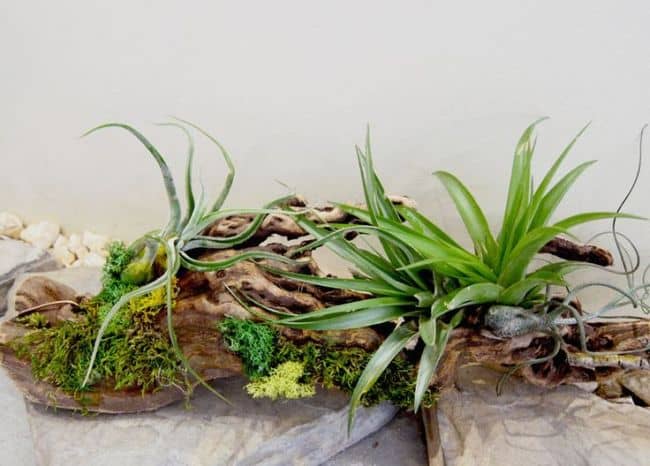 Air Plant Display Ideas