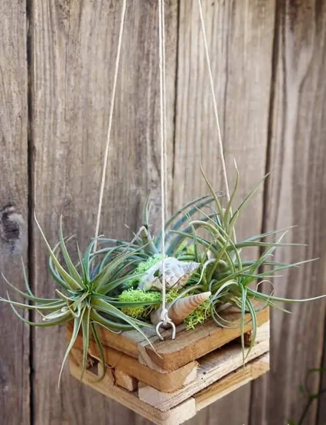 How to hang Air Plants