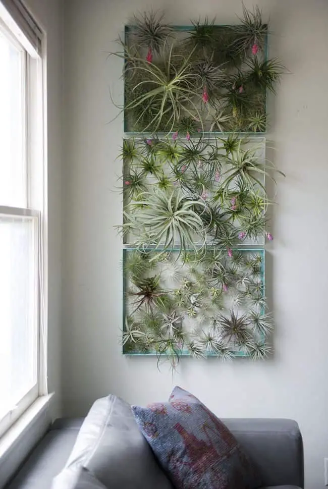 Air Plant Wall Art