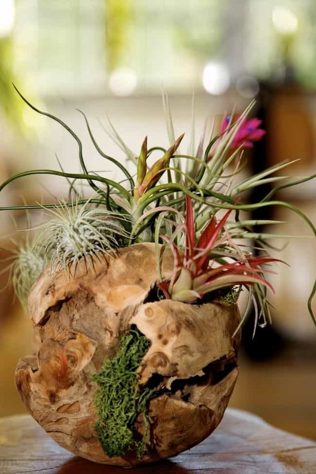 Air Plants Decoration