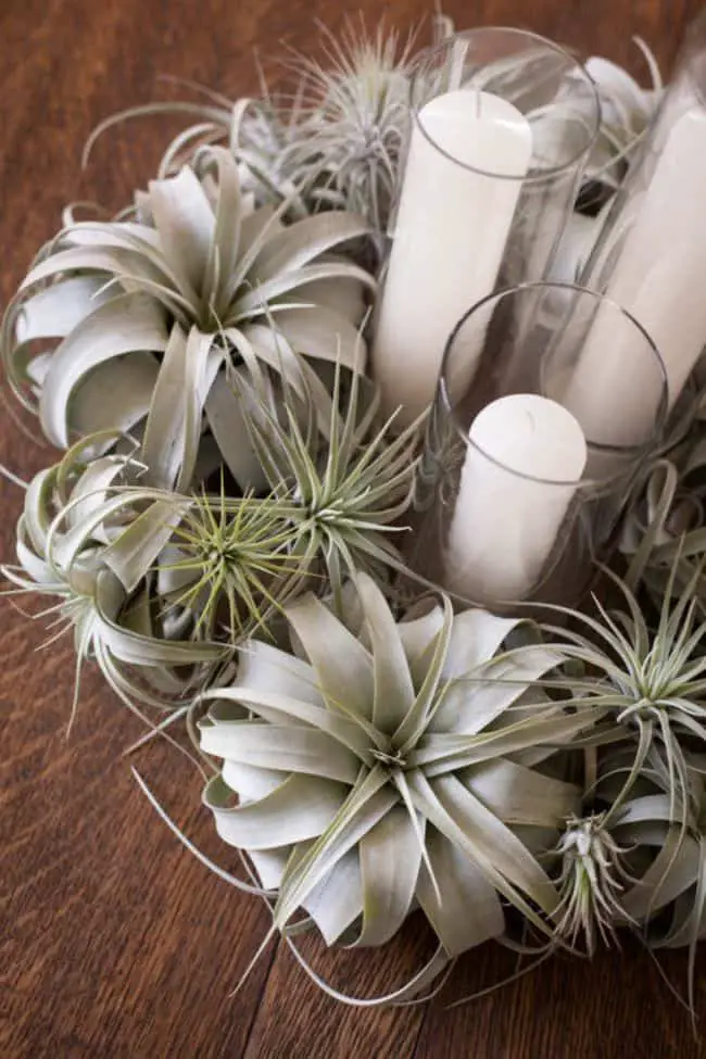 Air Plants Decoration