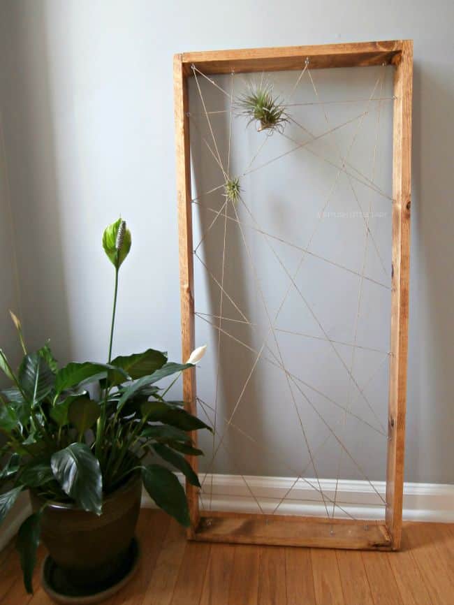 Air Plant Display Ideas