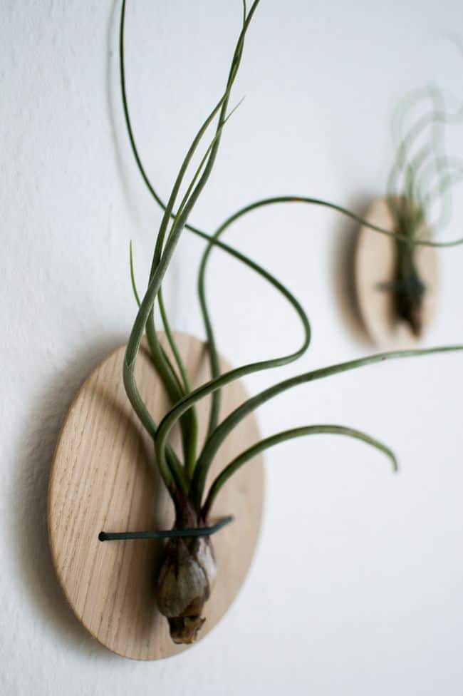 Air Plant Holder Ideas