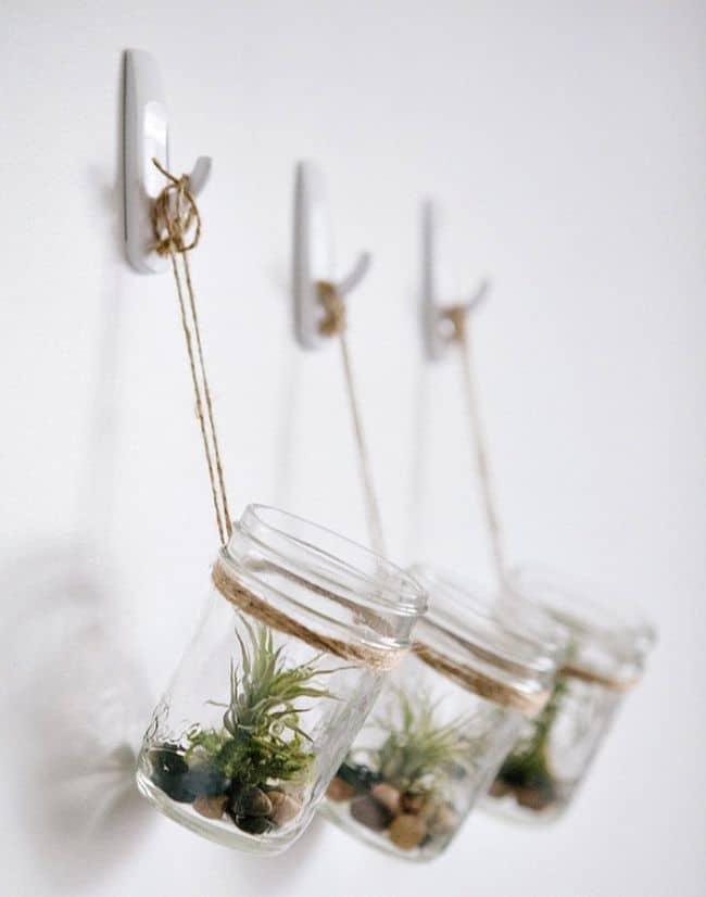  Air Plant Display Ideas