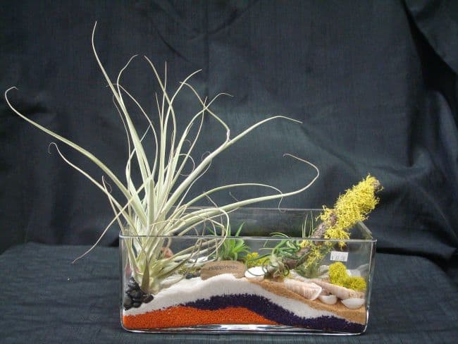  Air Plant Display Ideas