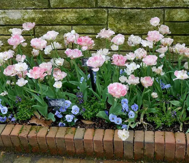 Pink Annual Flowers 