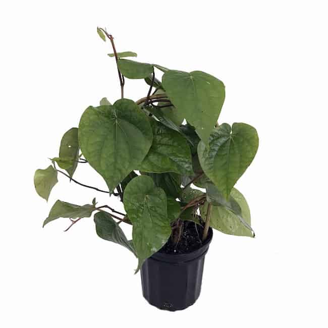 growing betel leaf plant