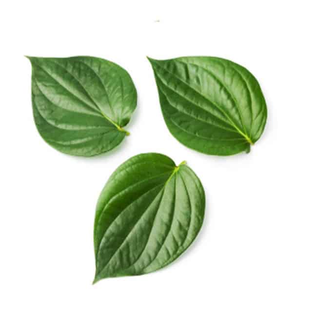 grow Betel leaf plant