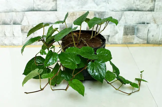 Growing betel leaf plant