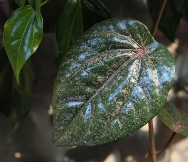 growing betel leaf plant