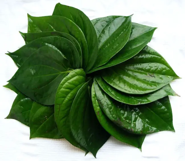 grow Betel leaf