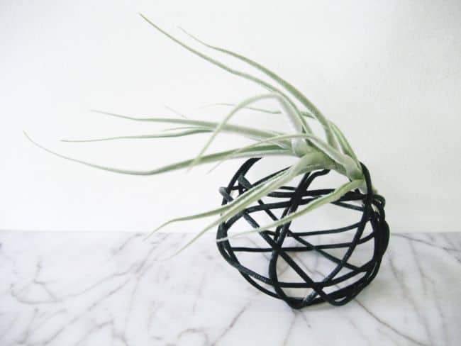 Air Plant Display Ideas