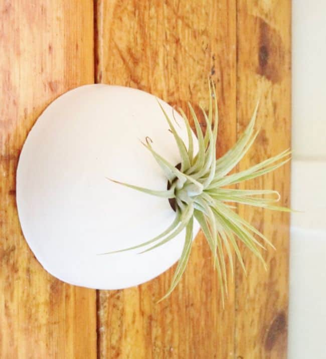 Air Plant Wall Holder