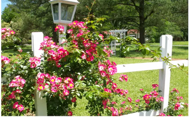 Pink Annual Flowers 