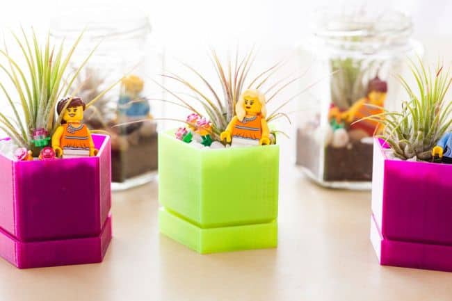 Air Plant Holder Ideas