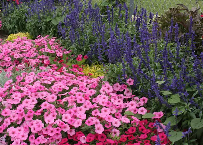 Pink Annual Flowers 