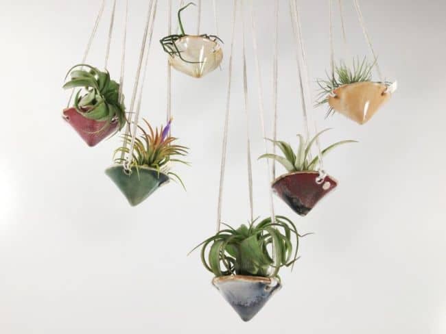 How to hang Air Plants