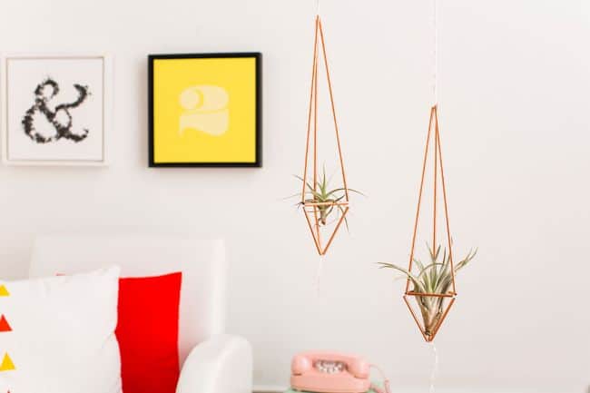  How to hang Air Plants