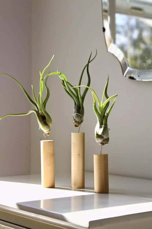 Air Plant Display Idea