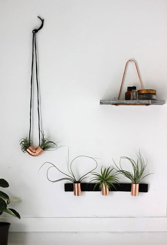 Air Plant Display Ideas