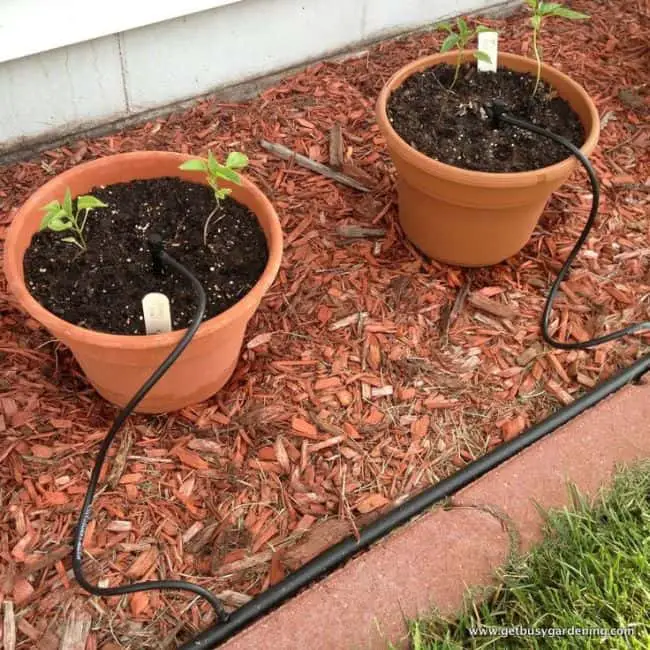 DIY Drip Irrigation System