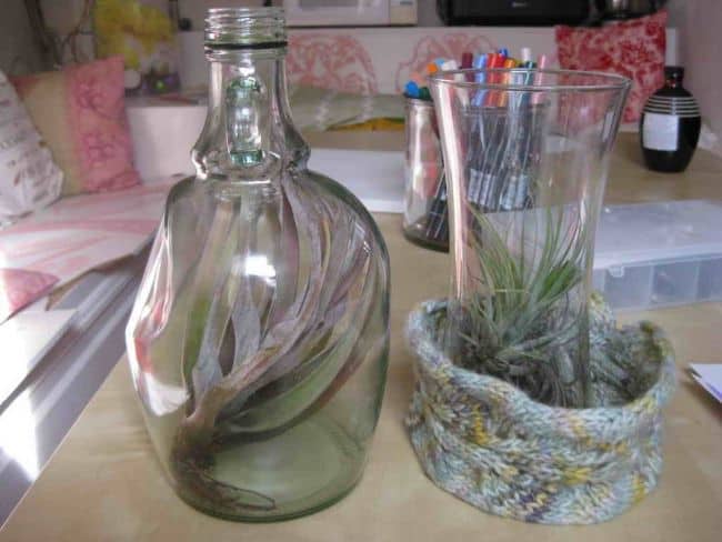 Air Plant Display Ideas