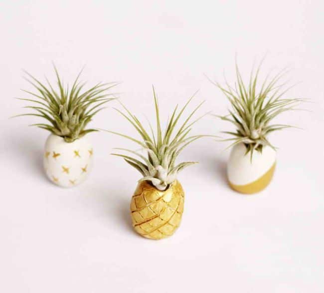 Air Plants Decoration