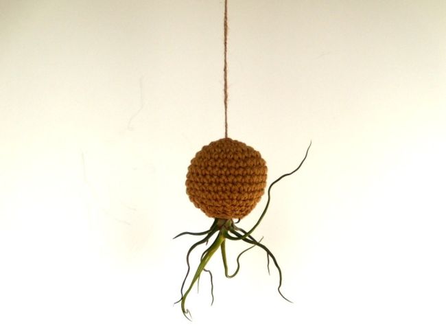 How to hang Air Plants