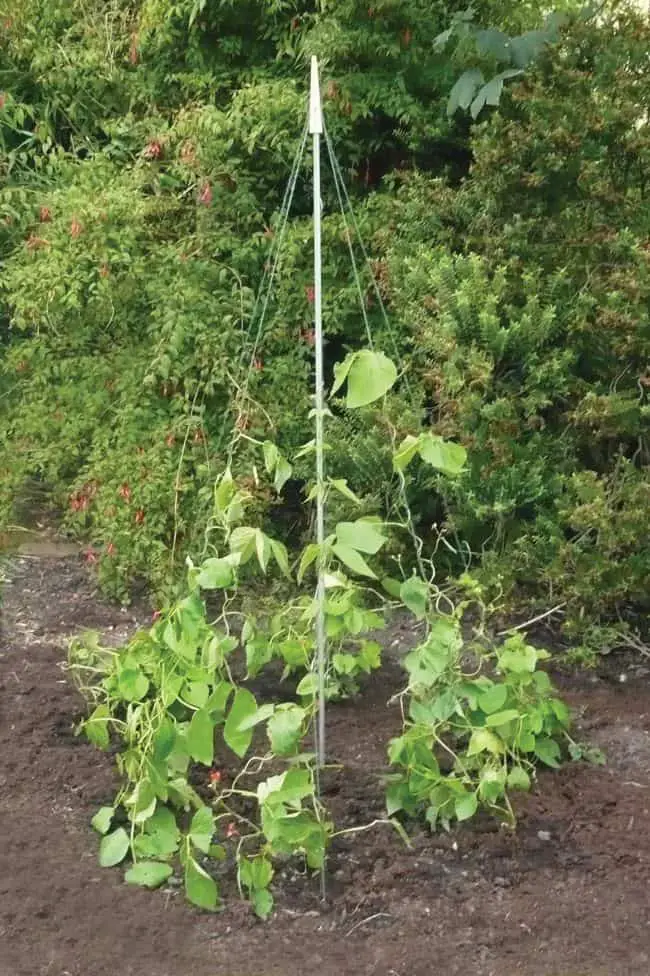 Pea Trellis Ideas