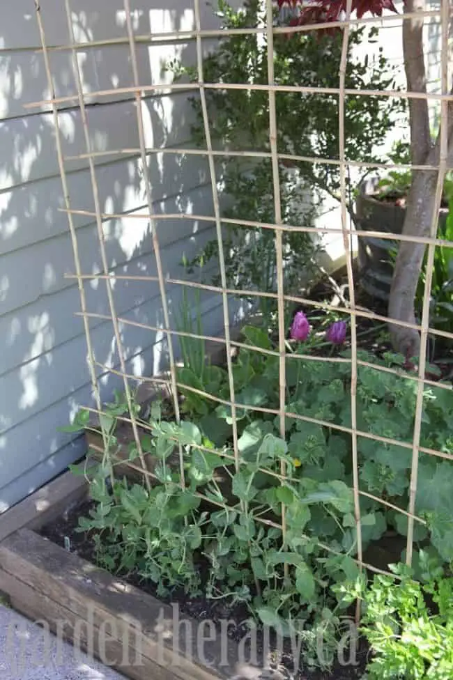 Homemade Pea Trellis