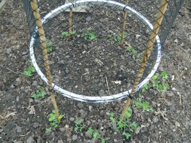 Homemade Pea Trellis