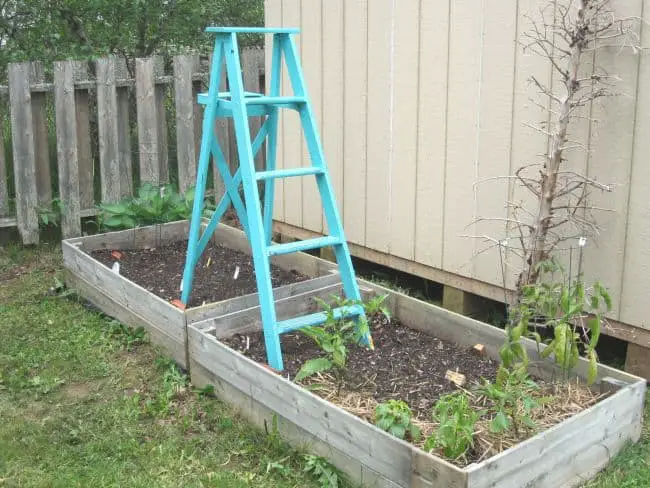  How to make a Trellis for Peas