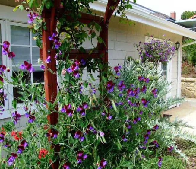  How to make a Trellis for Peas