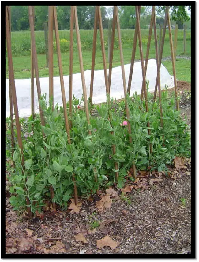 Homemade Pea Trellis