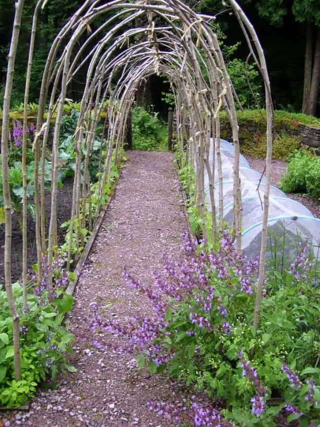 Homemade Pea Trellis