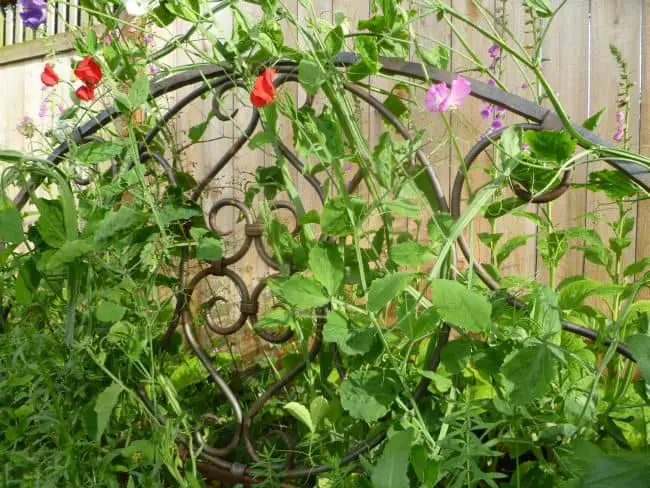 Pea Trellis Ideas