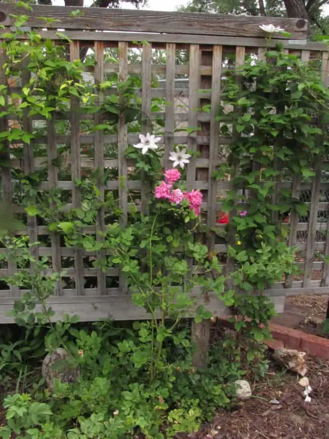 Homemade Pea Trellis