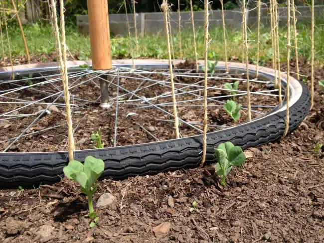 Pea Trellis Ideas